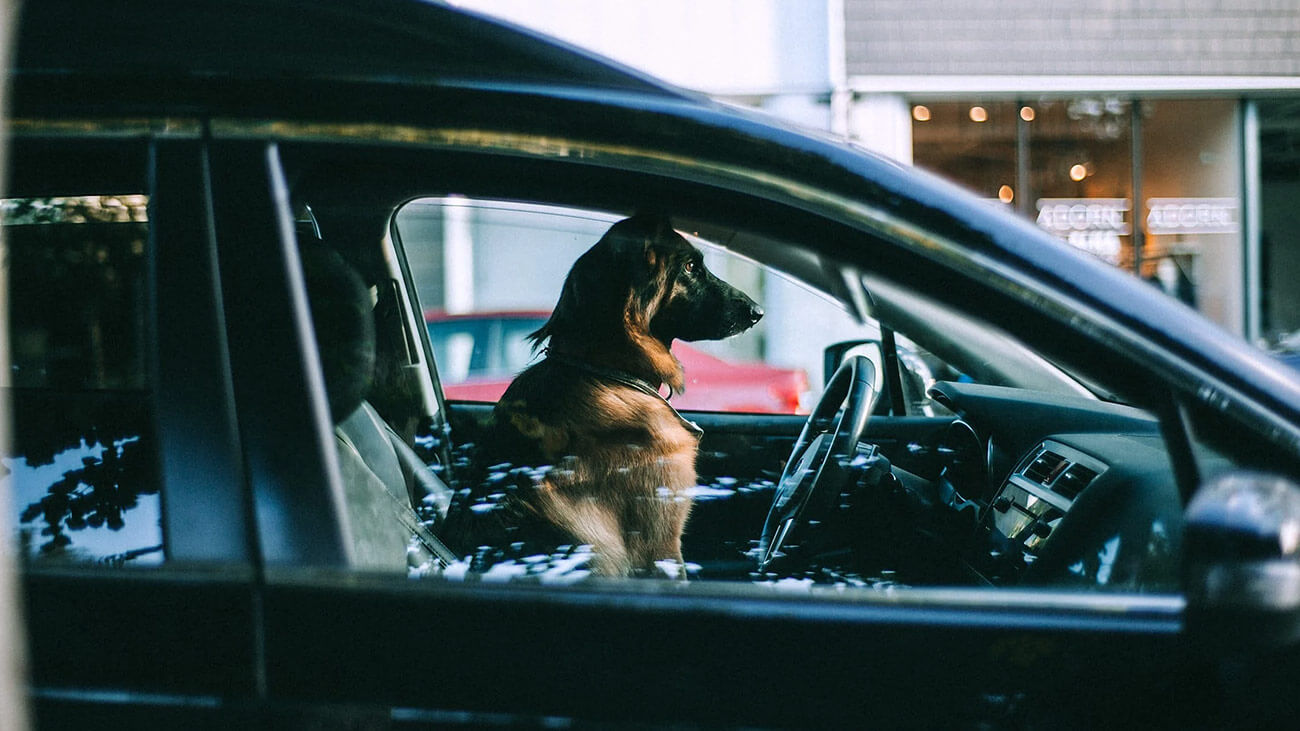 Prevoz psa v aute